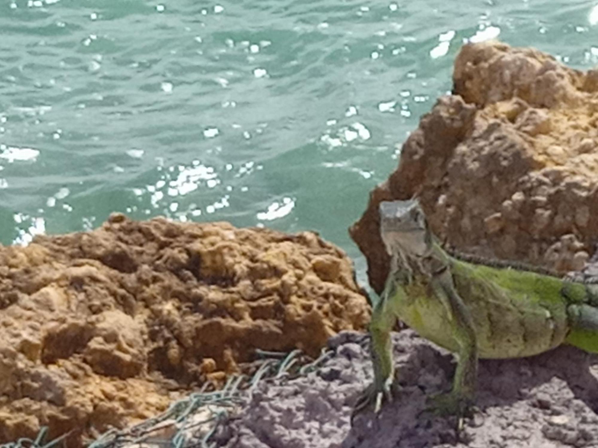 Appartamento Les Pieds Dans L'Eau Chez Syl Le Moule Esterno foto